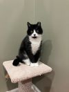Bandit photo 3