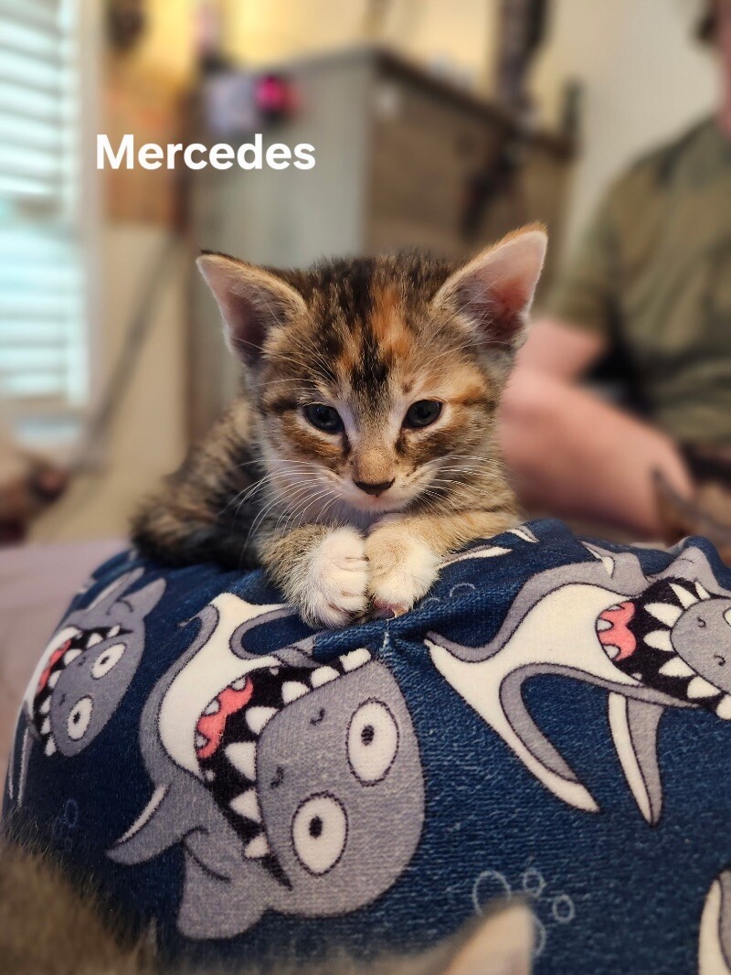A- Mercedes, an adoptable Domestic Short Hair in Kennewick, WA, 99337 | Photo Image 1