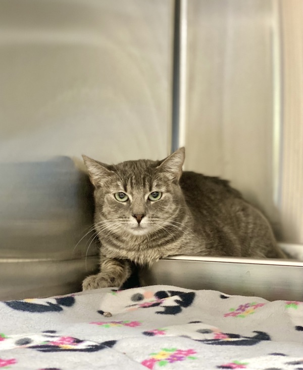 Shyla, an adoptable Domestic Short Hair in Kennewick, WA, 99336 | Photo Image 1