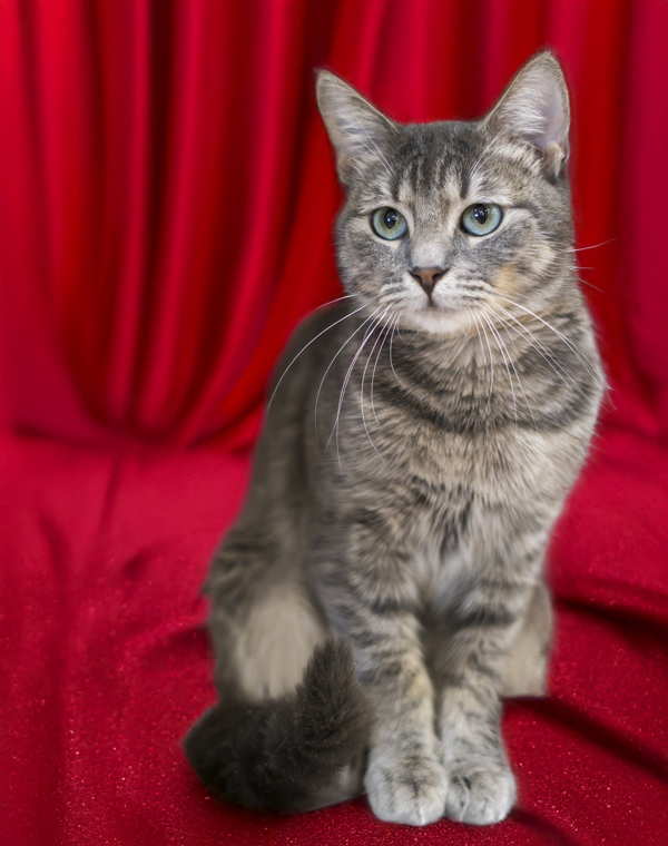 Shyla, an adoptable Domestic Short Hair in Kennewick, WA, 99336 | Photo Image 1