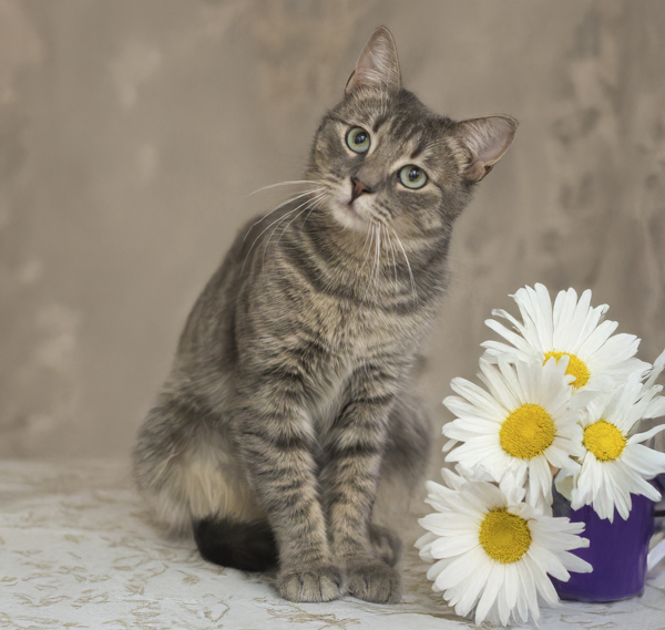 Shyla, an adoptable Domestic Short Hair in Kennewick, WA, 99336 | Photo Image 2