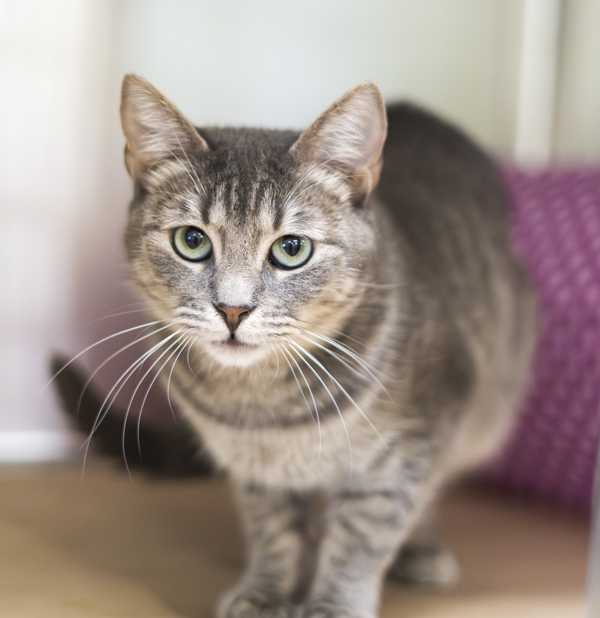 Shyla, an adoptable Domestic Short Hair in Kennewick, WA, 99336 | Photo Image 3