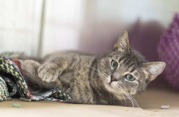Shyla, an adoptable Domestic Short Hair in Kennewick, WA, 99336 | Photo Image 4
