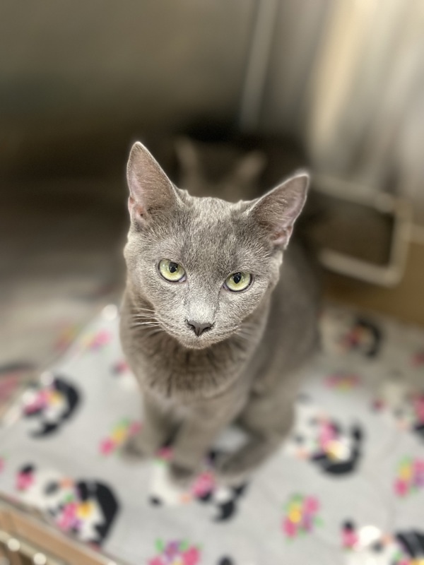 Twilla, an adoptable Domestic Short Hair in Kennewick, WA, 99336 | Photo Image 1