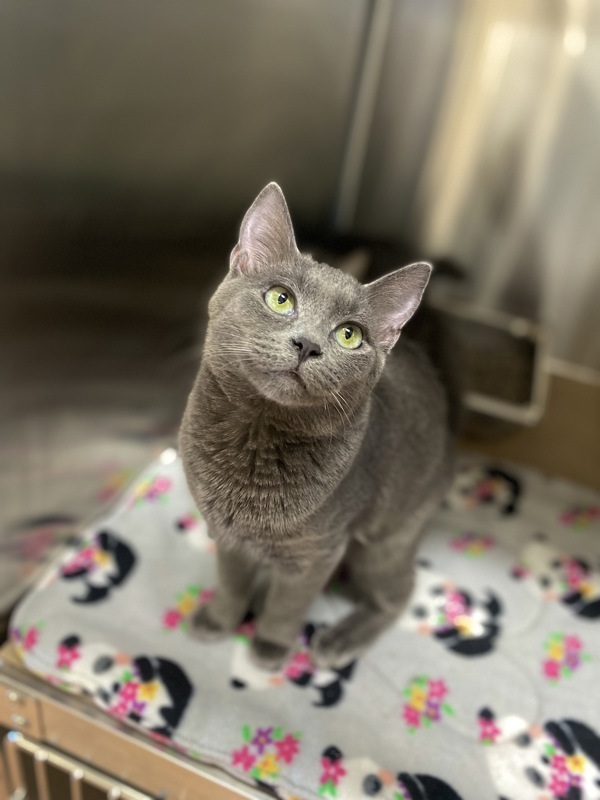 Twilla, an adoptable Domestic Short Hair in Kennewick, WA, 99336 | Photo Image 2