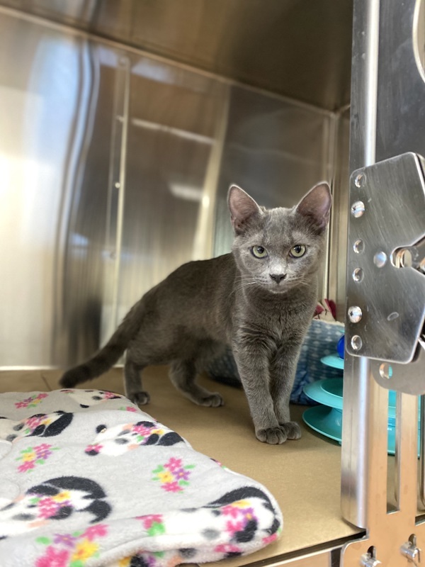 Twilla, an adoptable Domestic Short Hair in Kennewick, WA, 99336 | Photo Image 3