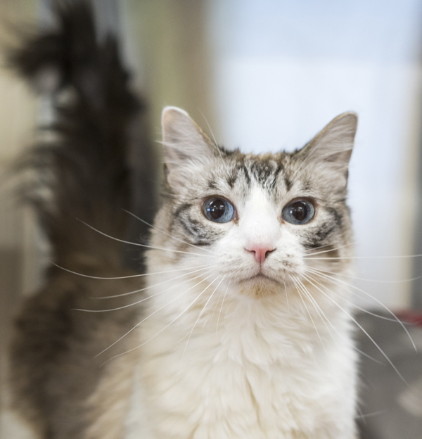 Dutchess, an adoptable Domestic Long Hair in Kennewick, WA, 99336 | Photo Image 1