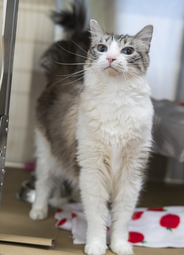 Dutchess, an adoptable Domestic Long Hair in Kennewick, WA, 99336 | Photo Image 2