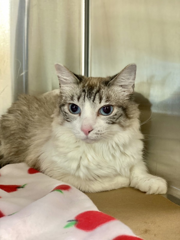 Dutchess, an adoptable Domestic Long Hair in Kennewick, WA, 99336 | Photo Image 3