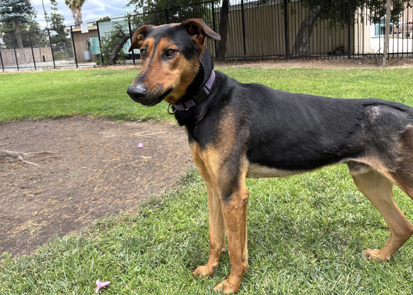 Pontius
