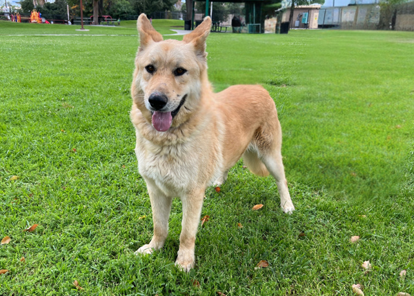 Cheddar