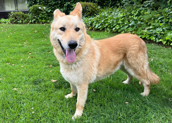 Cheddar