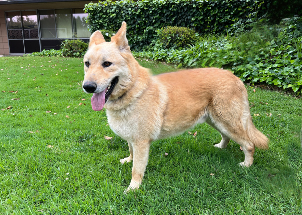 Cheddar