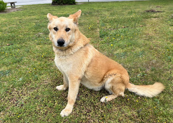 Cheddar