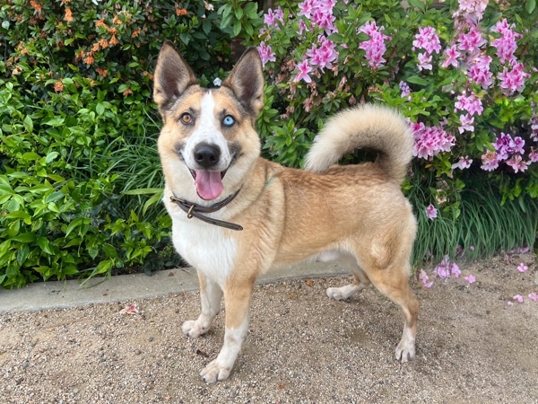 Roscoe