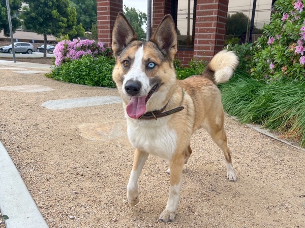 Roscoe