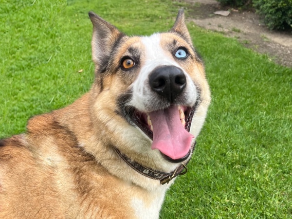 Roscoe
