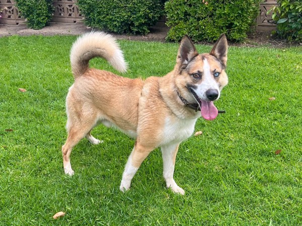 Roscoe