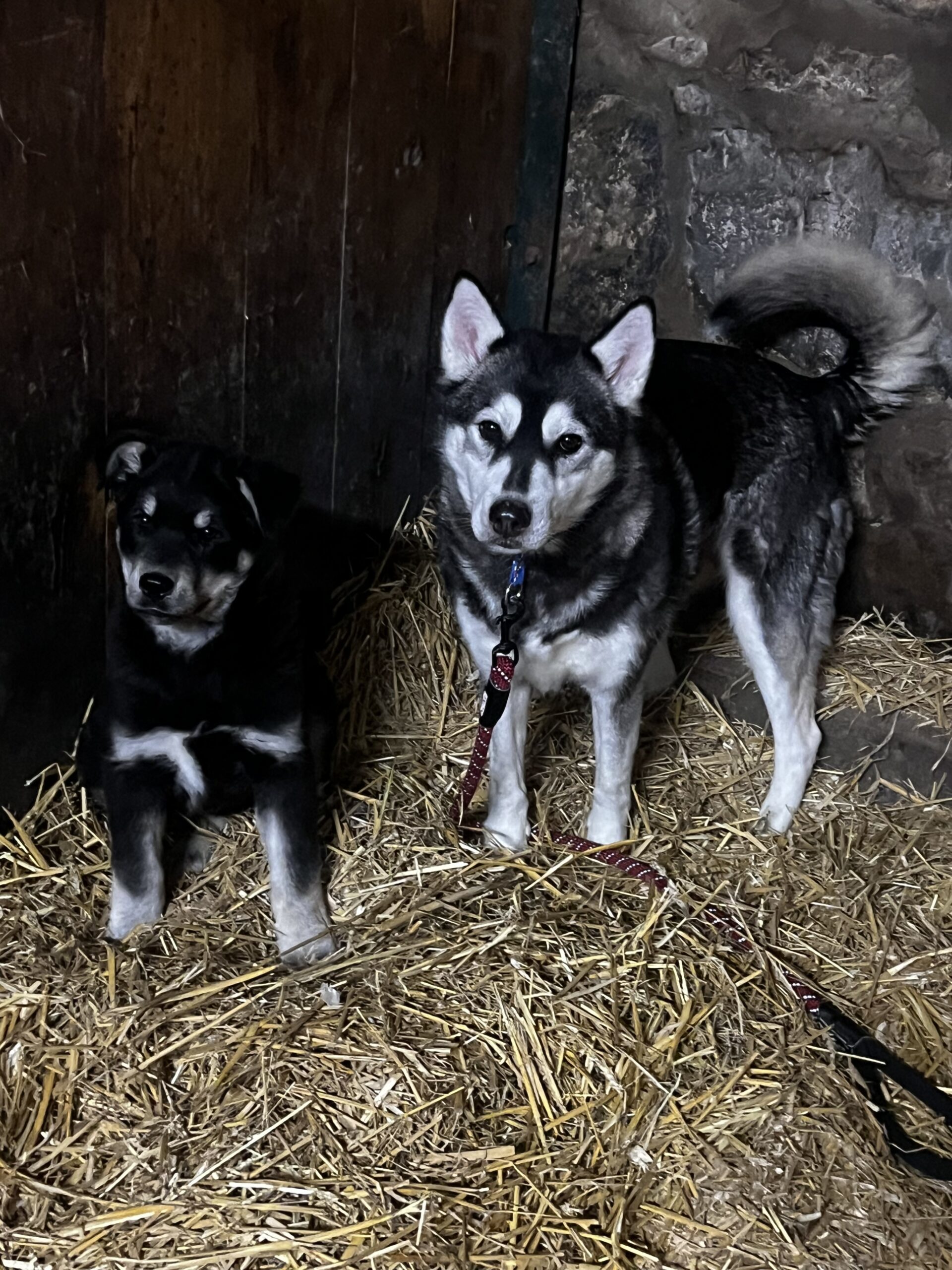 Mishka