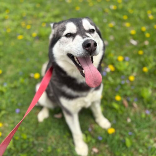Mishka