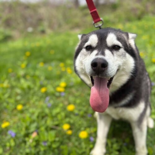 Mishka