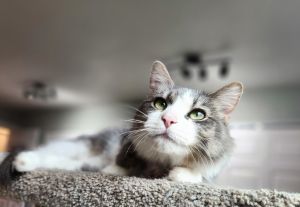 Mae, Young Female Domestic Medium Hair