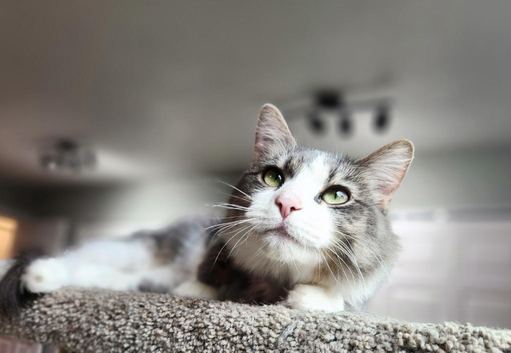 Mae, an adoptable Domestic Medium Hair in Palmer, AK, 99645 | Photo Image 1