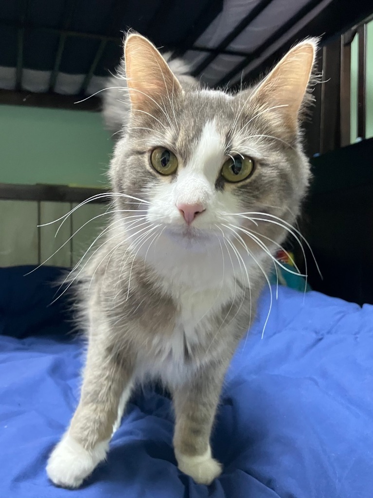 Mae, an adoptable Domestic Medium Hair in Palmer, AK, 99645 | Photo Image 2