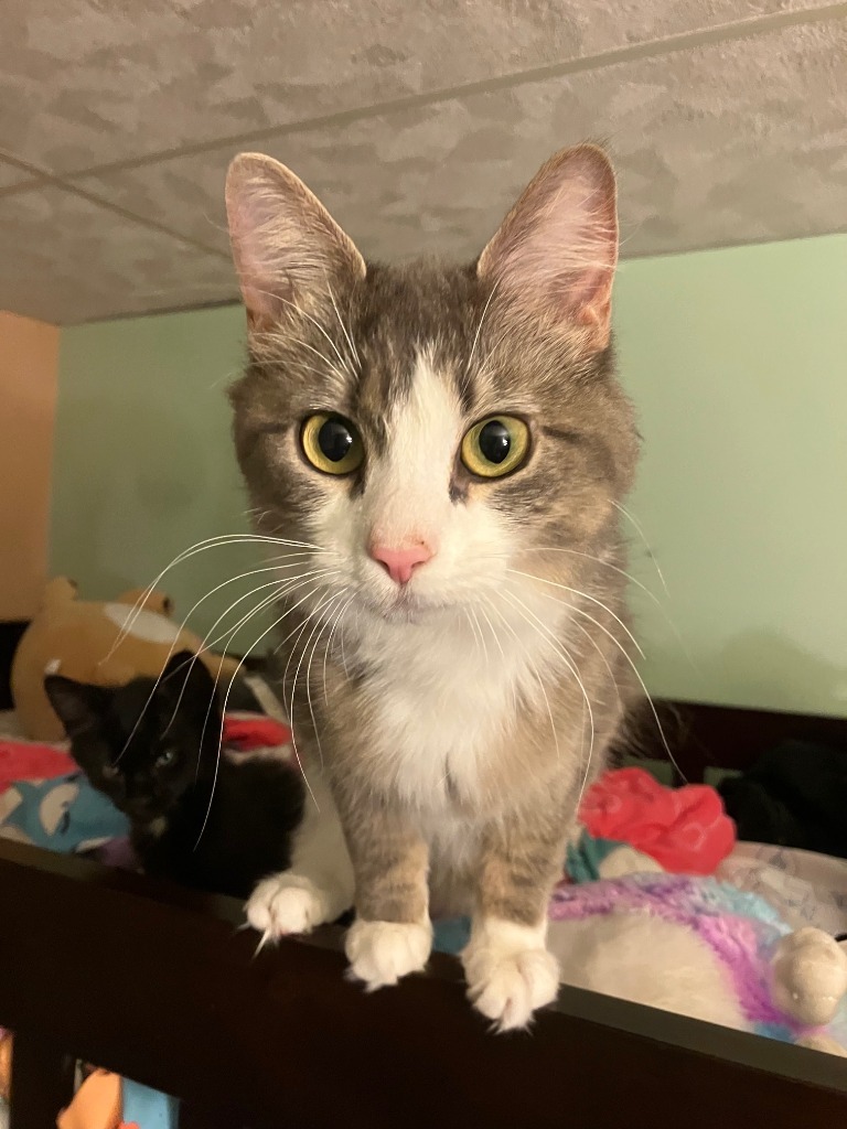 Mae, an adoptable Domestic Medium Hair in Palmer, AK, 99645 | Photo Image 3