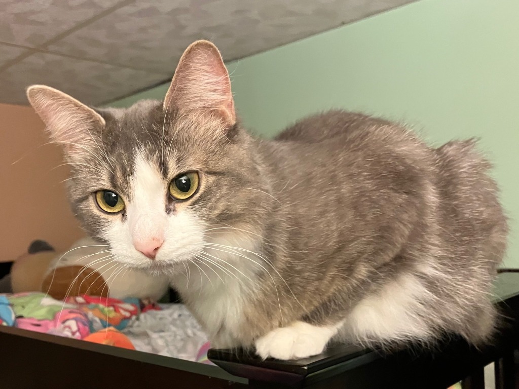 Mae, an adoptable Domestic Medium Hair in Palmer, AK, 99645 | Photo Image 4