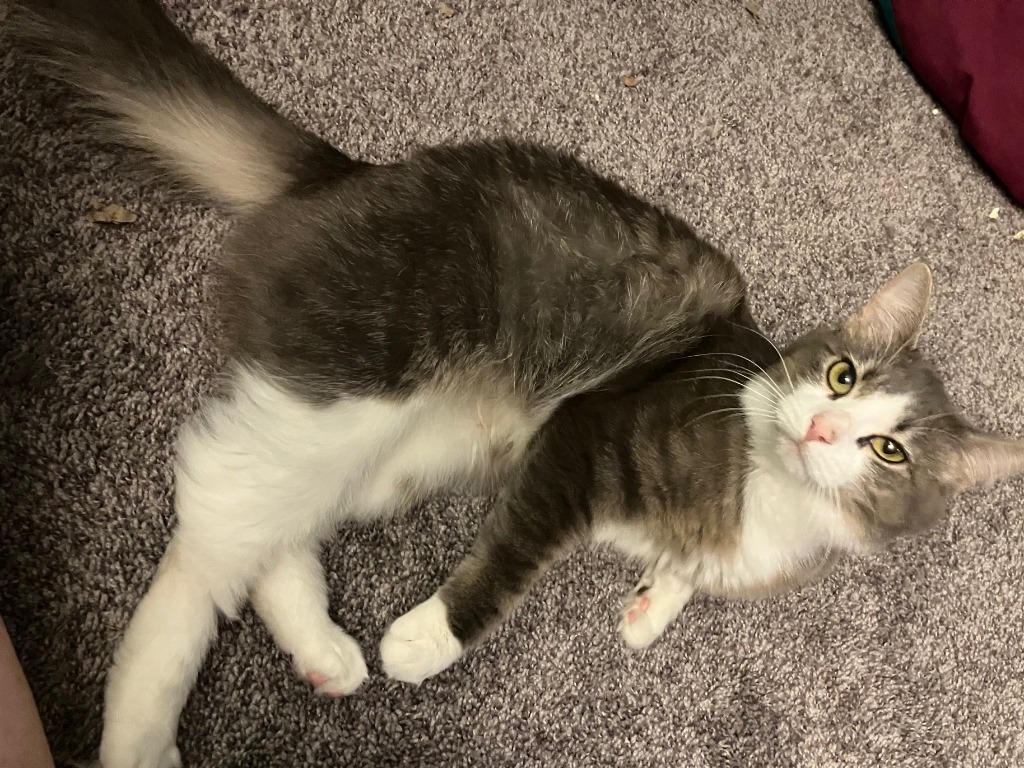 Mae, an adoptable Domestic Medium Hair in Palmer, AK, 99645 | Photo Image 5