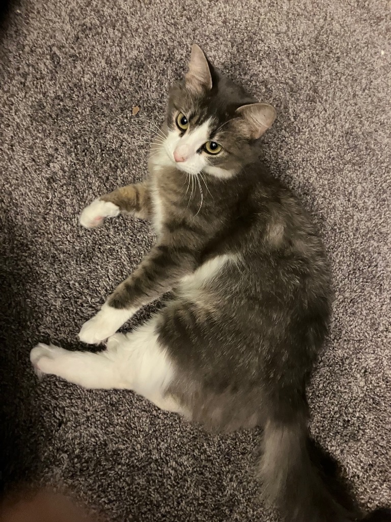 Mae, an adoptable Domestic Medium Hair in Palmer, AK, 99645 | Photo Image 6