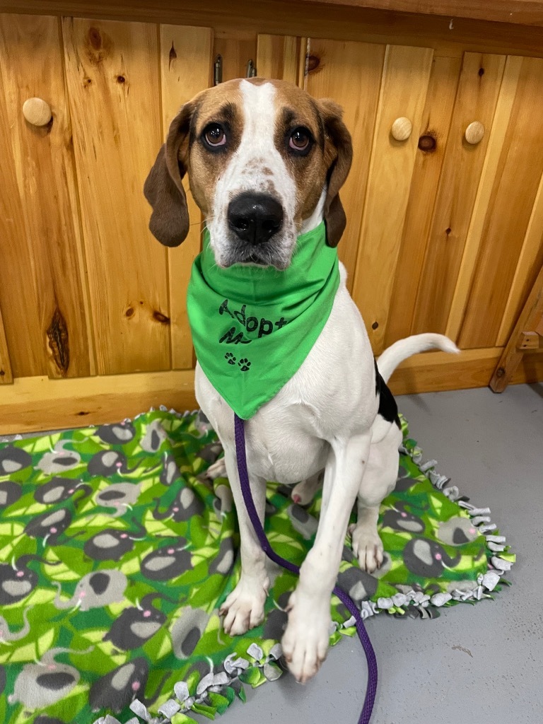 Ricky, an adoptable Treeing Walker Coonhound in Glenfield, NY, 13343 | Photo Image 1
