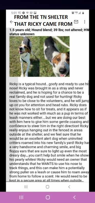 Ricky, an adoptable Treeing Walker Coonhound in Glenfield, NY, 13343 | Photo Image 3