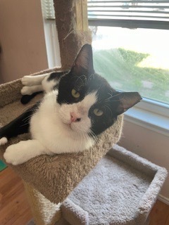 Simon