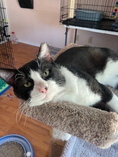 Simon