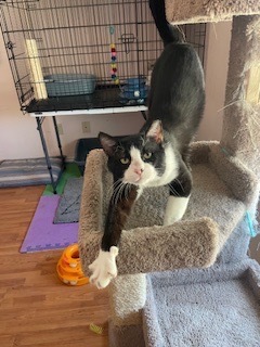 Simon