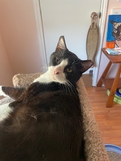 Simon
