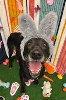 Slusser, an adoptable Labrador Retriever, Weimaraner in Lima, OH, 45807 | Photo Image 1