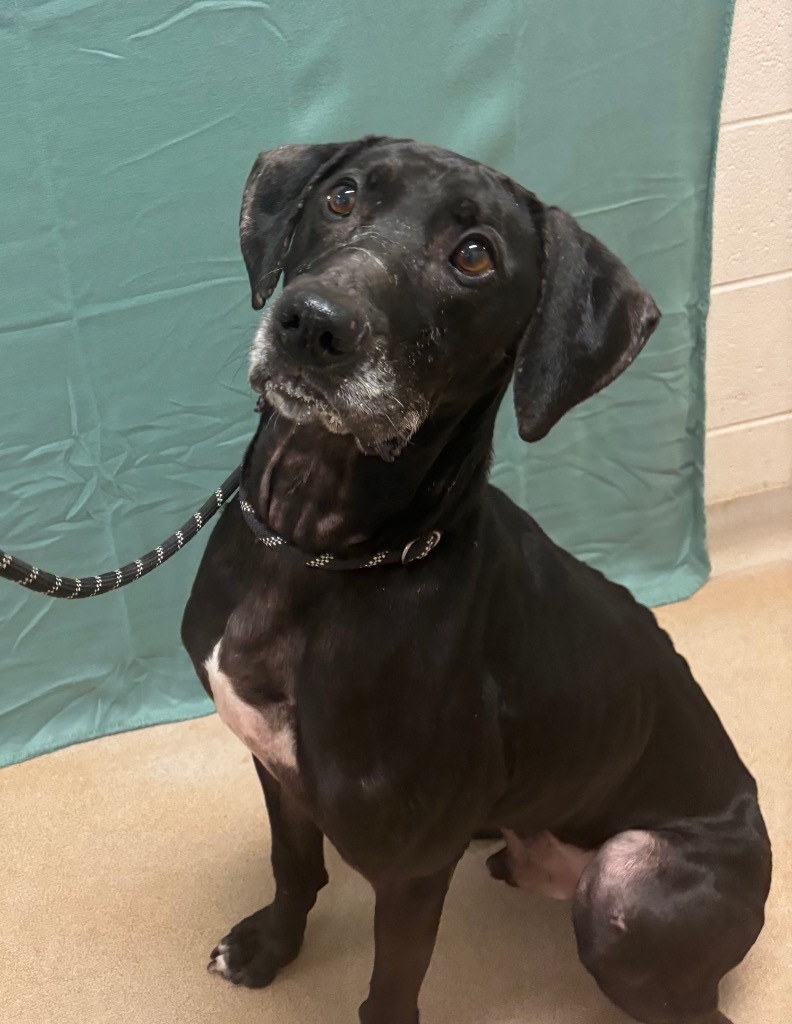 Slusser, an adoptable Labrador Retriever, Weimaraner in Lima, OH, 45807 | Photo Image 2