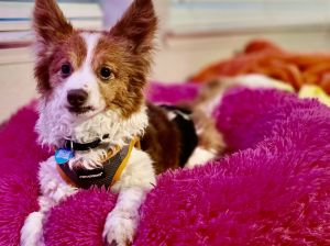 Who can resist a handsome charming little dog like Scotty This boi is a mix of who-knows-what He 