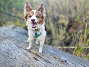 Who can resist a handsome charming little dog like Scotty This boi is a mix of who-knows-what He 