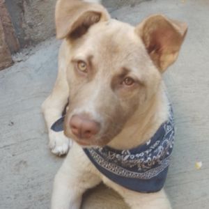 Wolfie, Young Male unknown