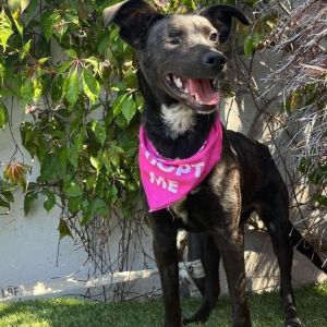 Maya, Senior Female unknown
