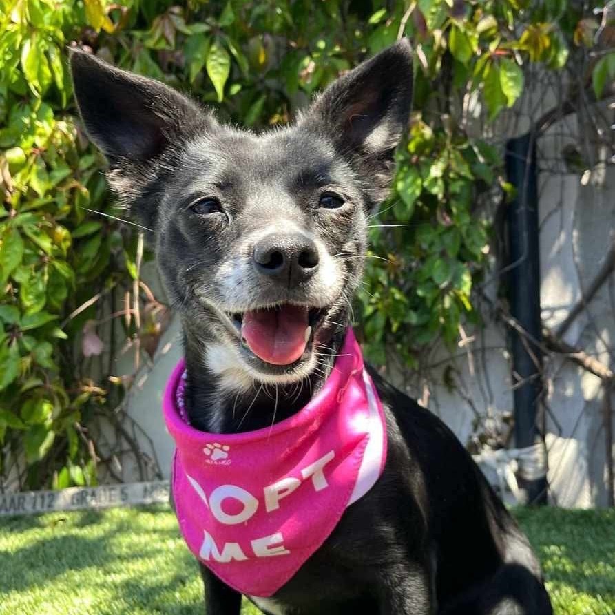 Bella CHI