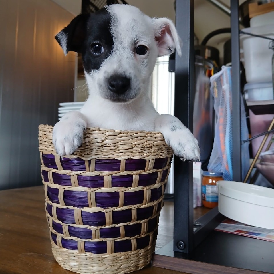 Pongo