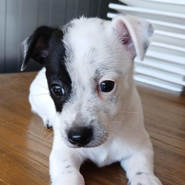 Pongo