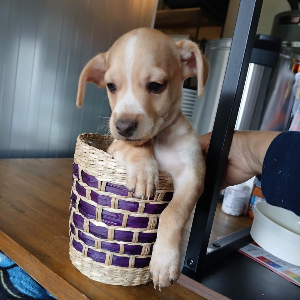 Simba