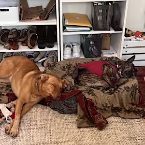 Bo Luke, an adoptable Vizsla, Cattle Dog in San Diego, CA, 92130 | Photo Image 2