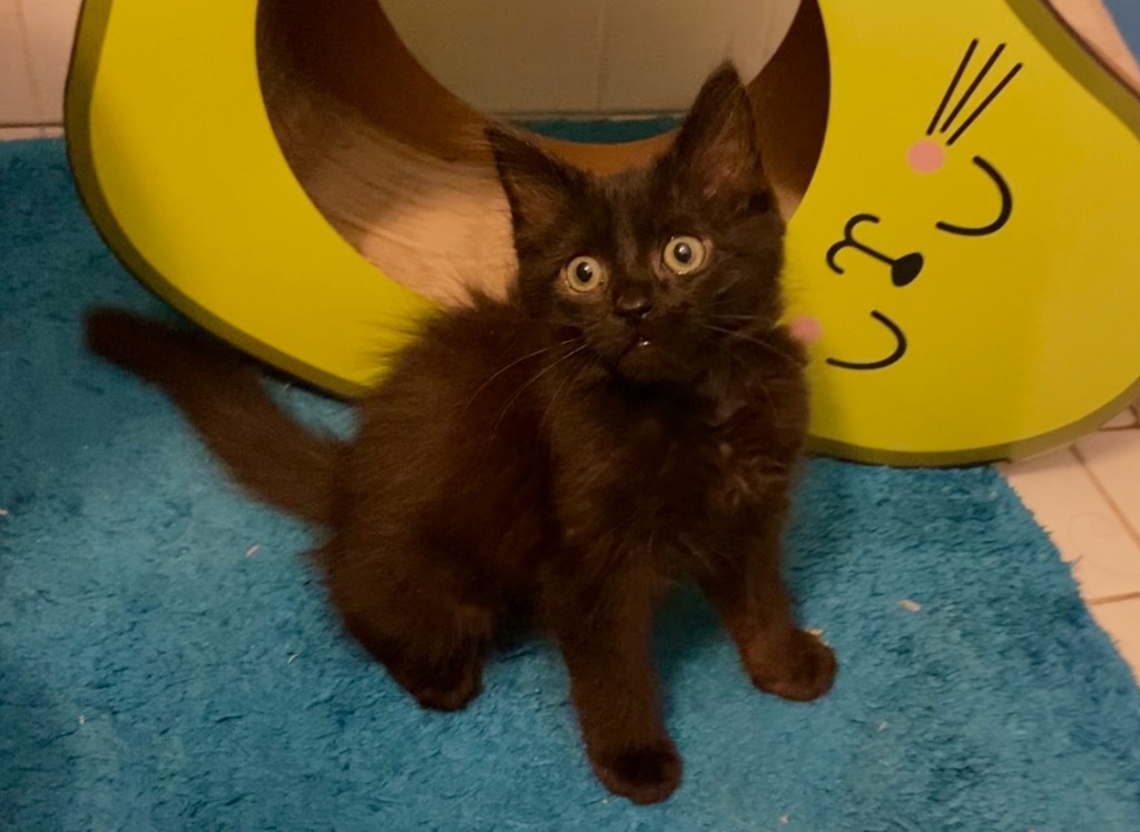 Bennie Soot